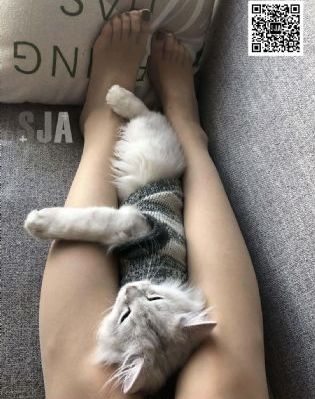 日本在线免费观看视频